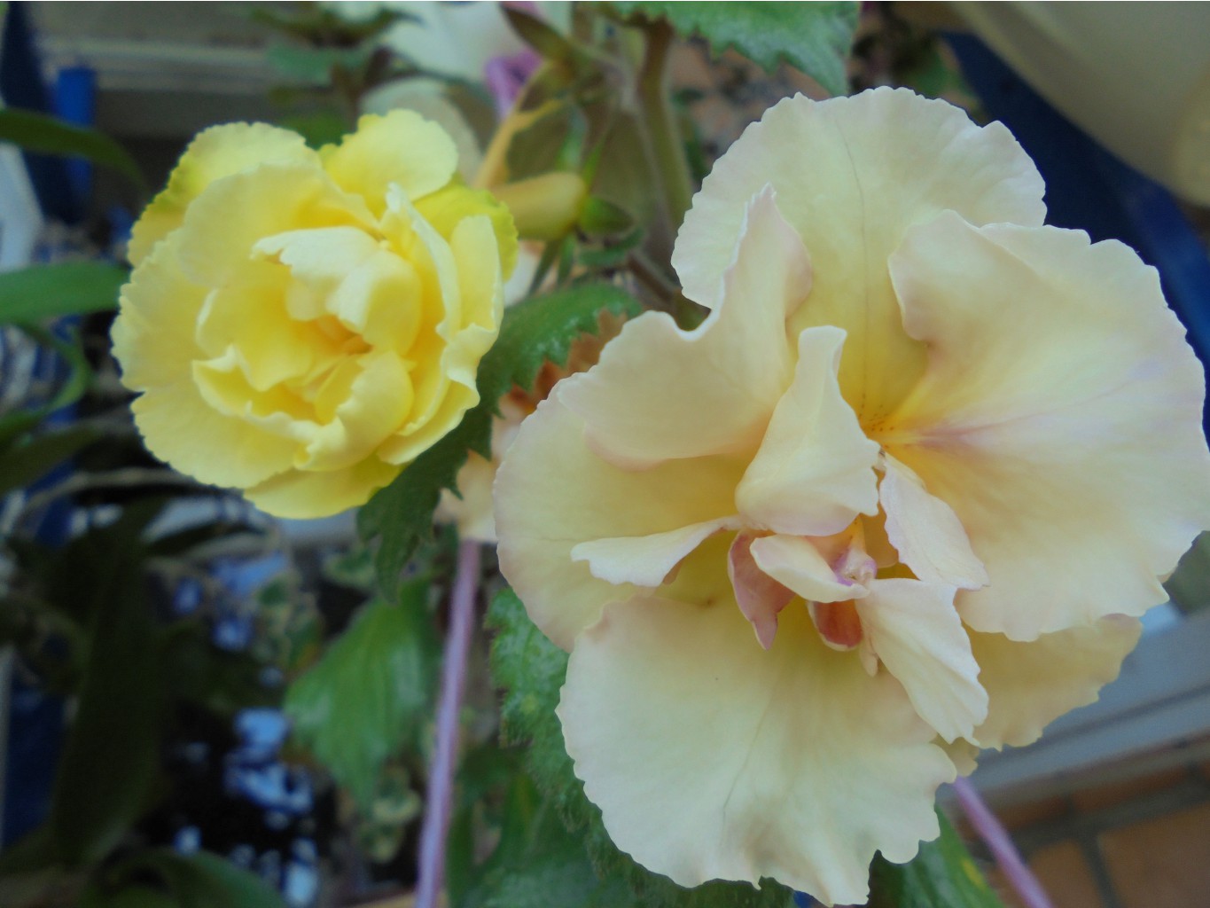 DSC00337.JPG
