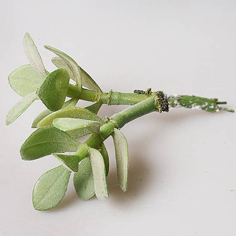 СУККУЛЕНТ 42303-1 200 р.jpg
