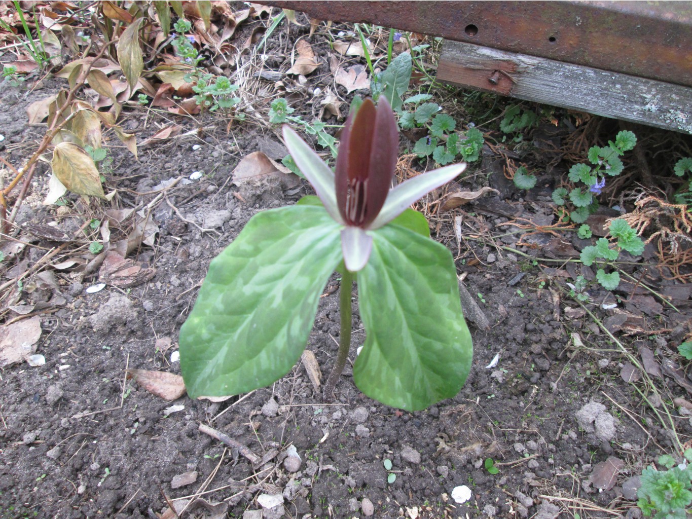 IMG 3225.JPG