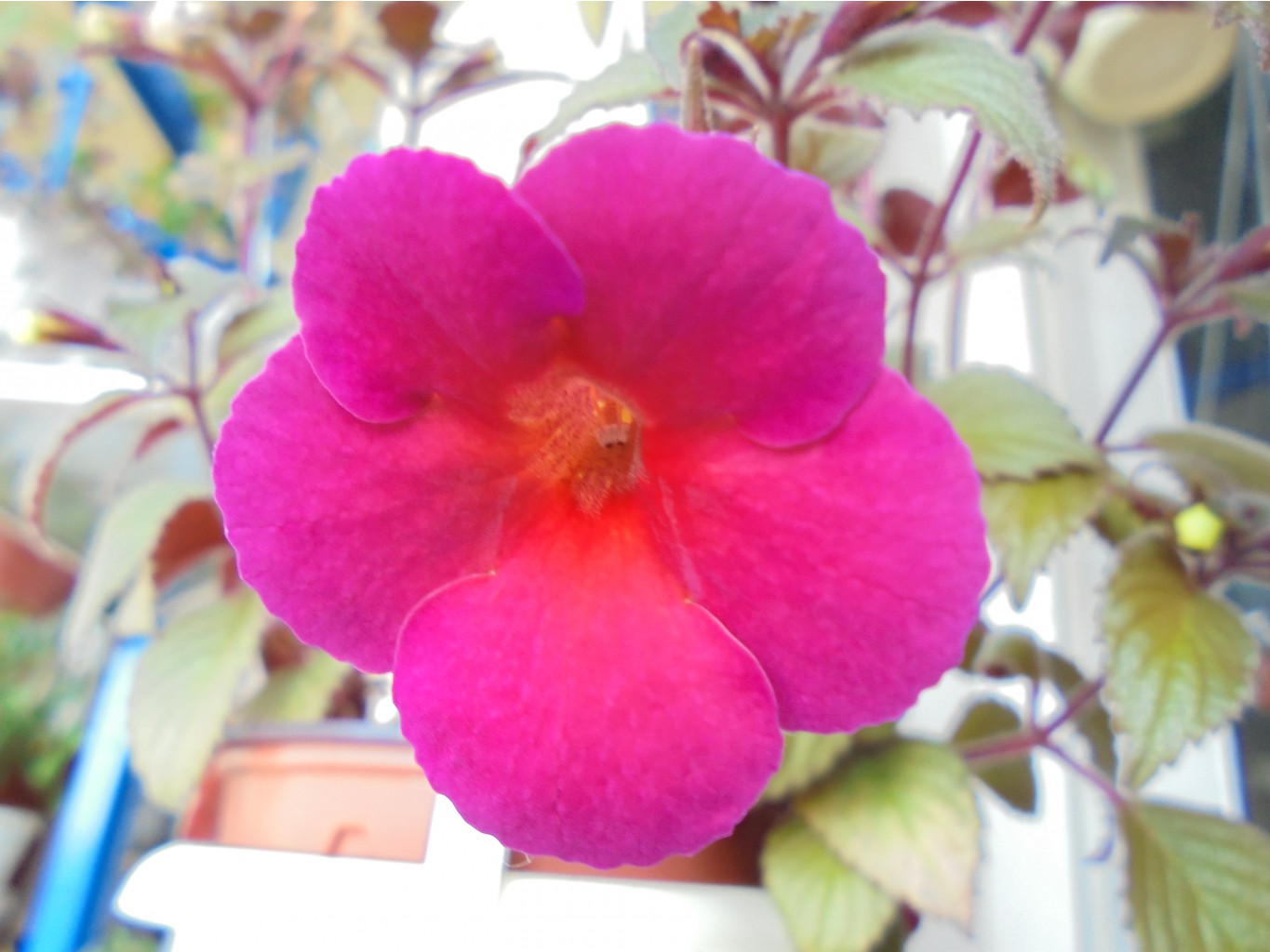 DSC00286.JPG