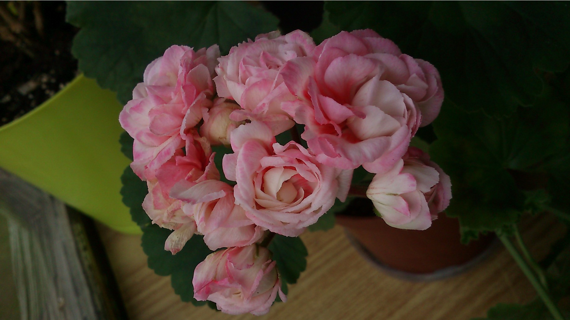 2015-04-30 08.31.05.jpg