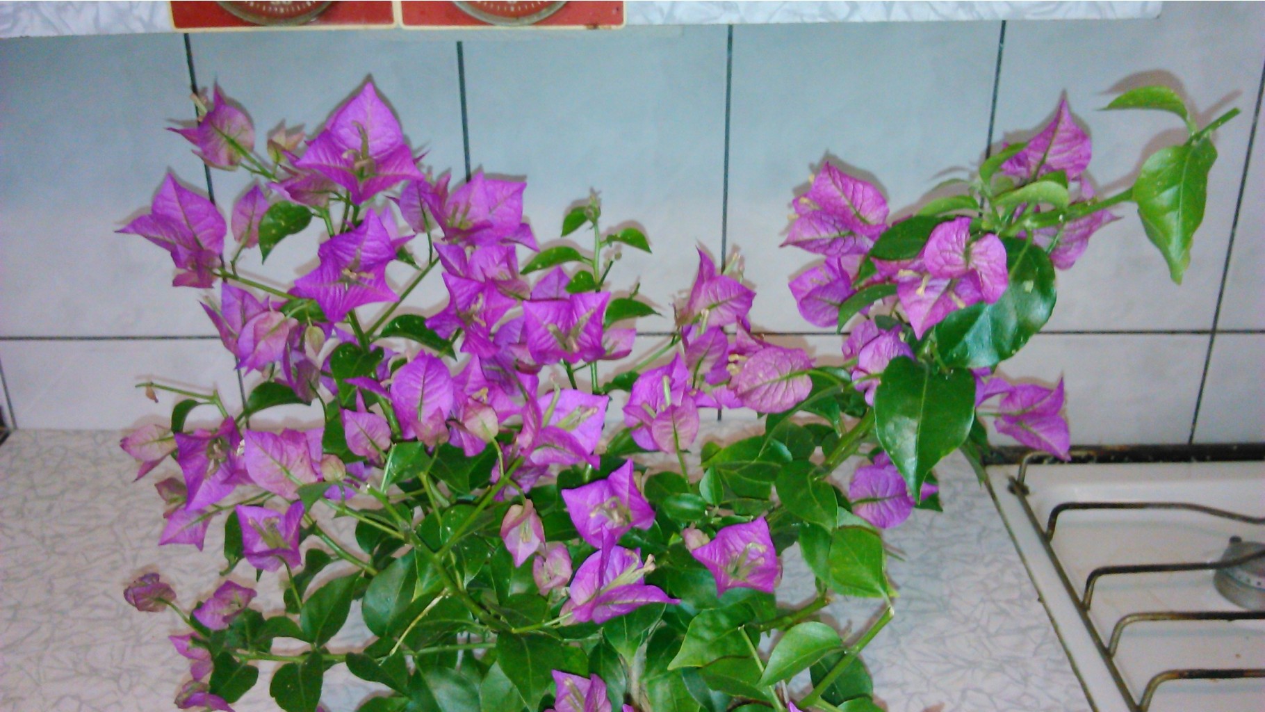   (Bougainvillea Alexandra)-    ....)))