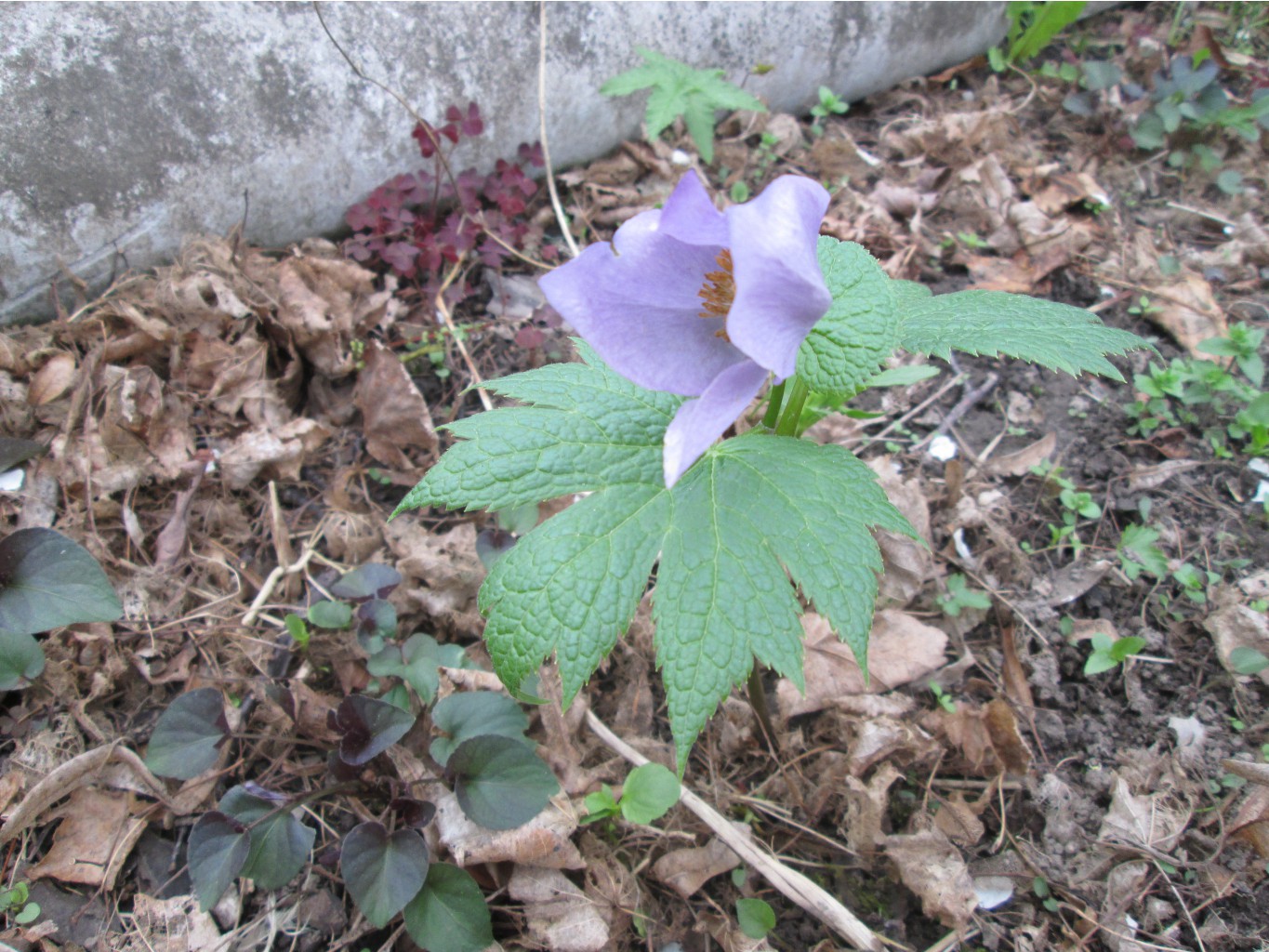 IMG 3221.JPG