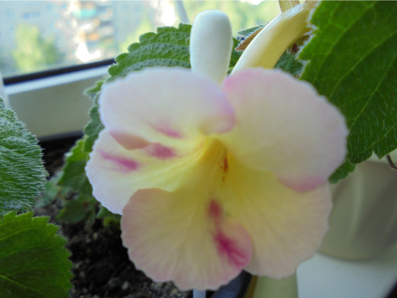 DSC00316.JPG