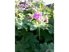 8028721.geranium_rozoviy.jpg