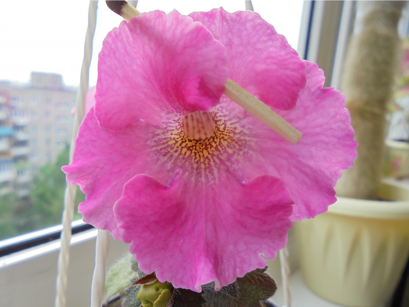 DSC00305.JPG
