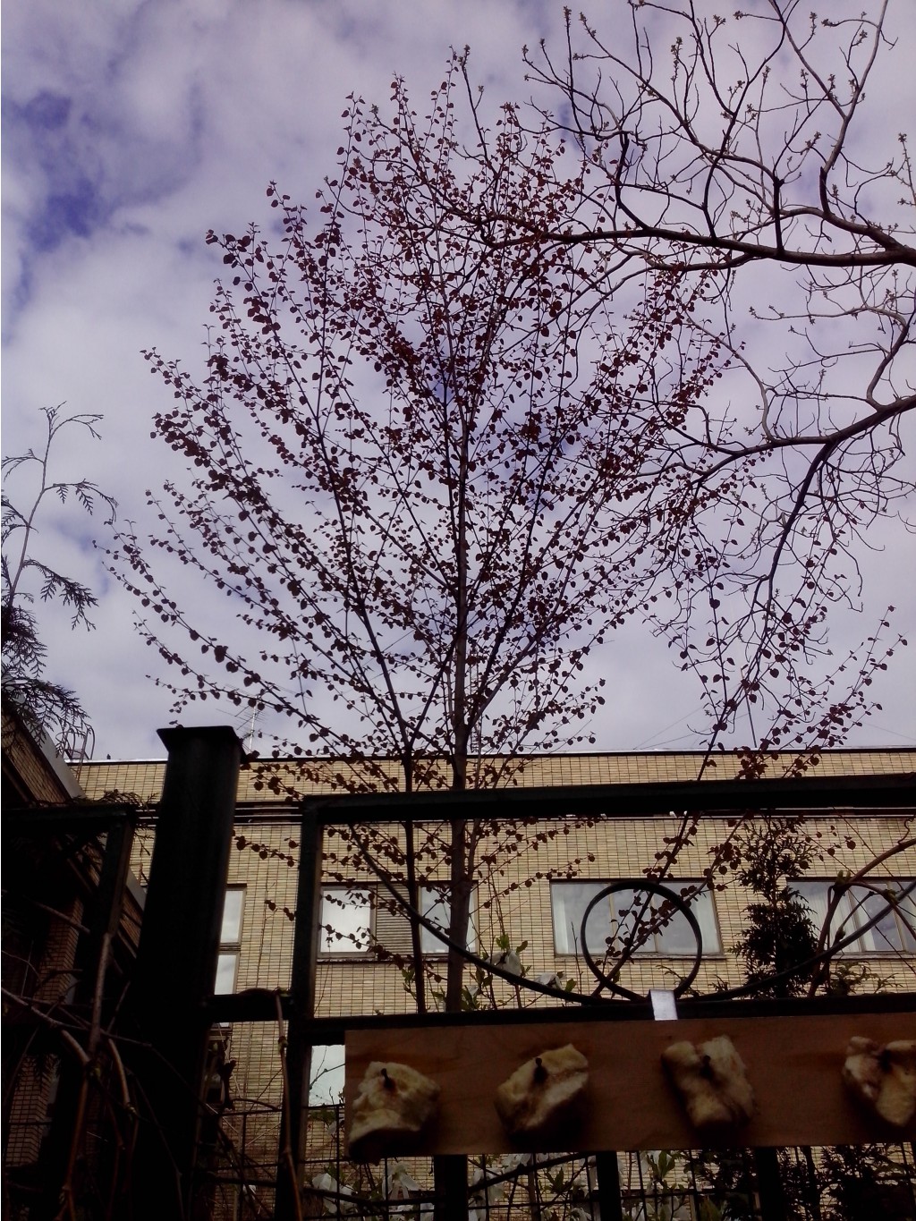 IMG_20150504_162624.jpg