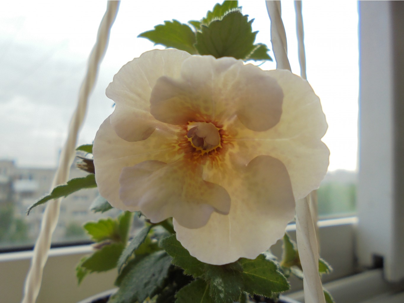 DSC00352.JPG