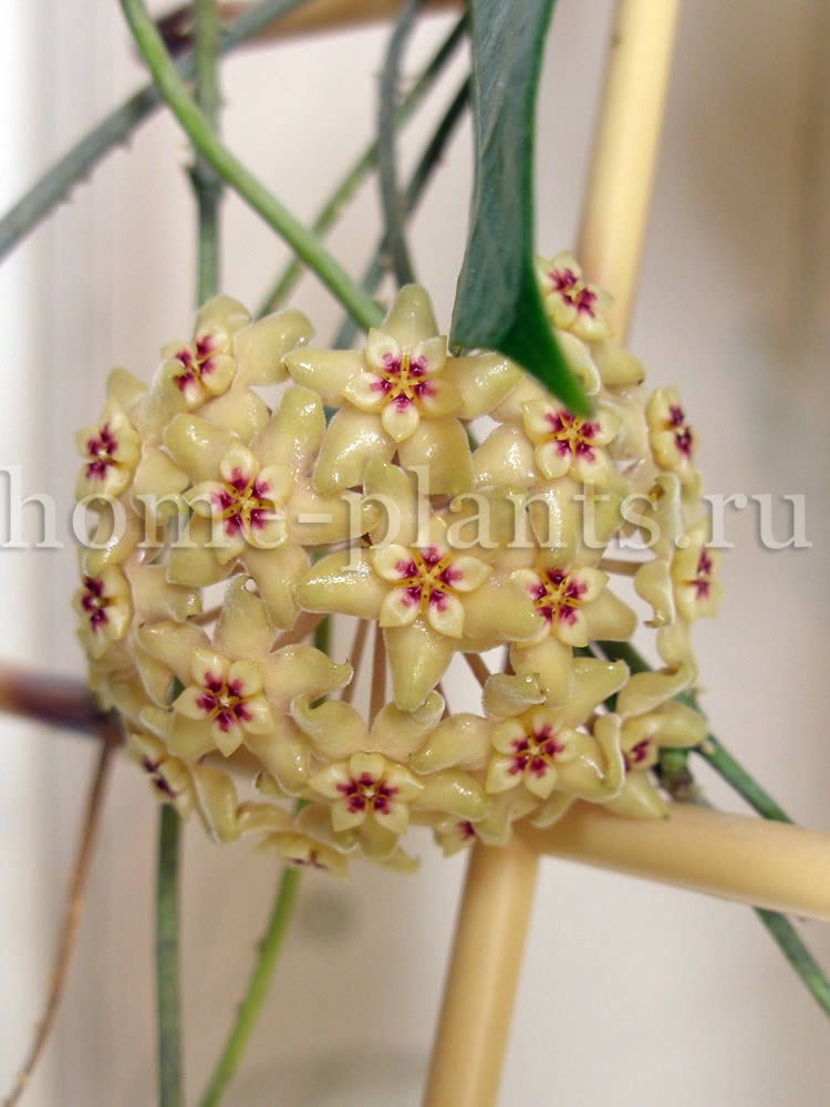 Hoya limoniaca-   ....