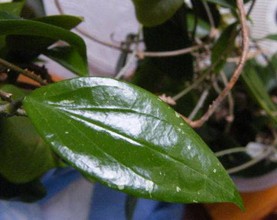 Hoya limoniac-   