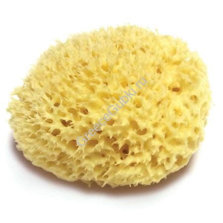 Honeycomb sea sponge