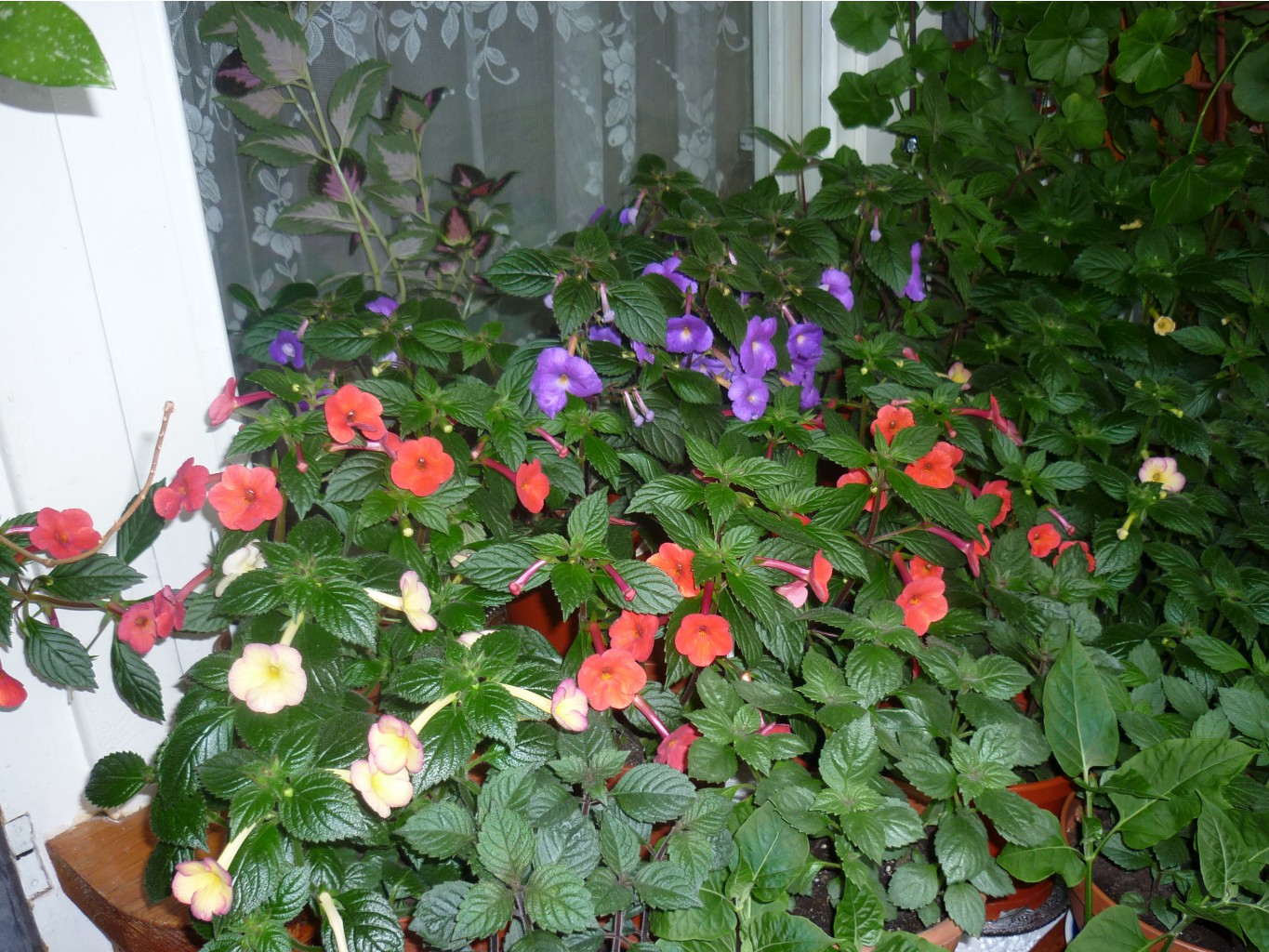 P1120653.JPG