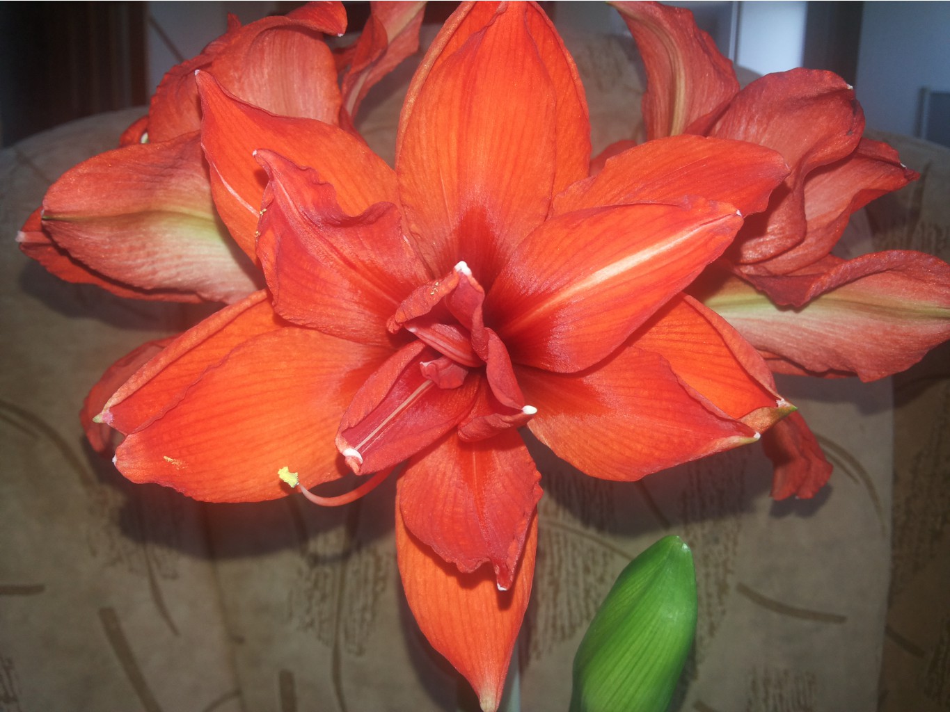 Red Pekok.jpg