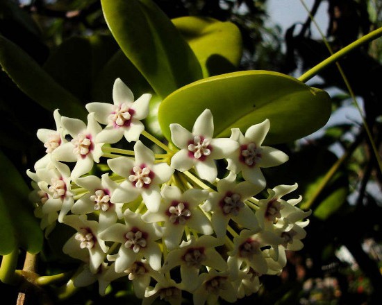 Hoya australis variegate - -   ...