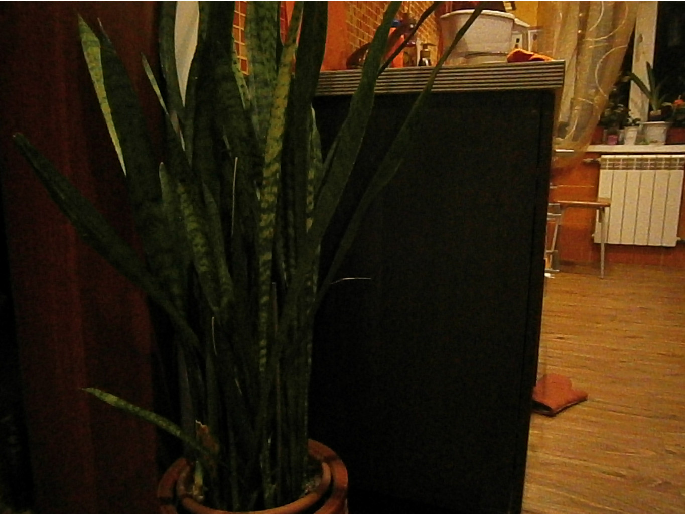 P4301563.JPG