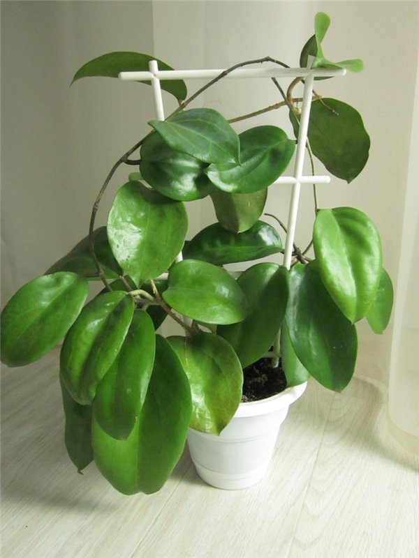 Hoya incrassata -    ...