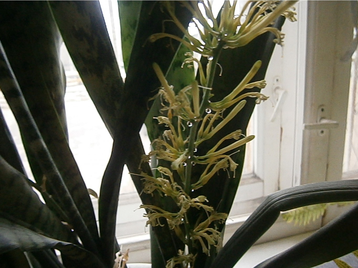 P4301550.JPG