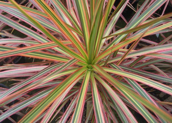   Dracaena Tricolor.jpg