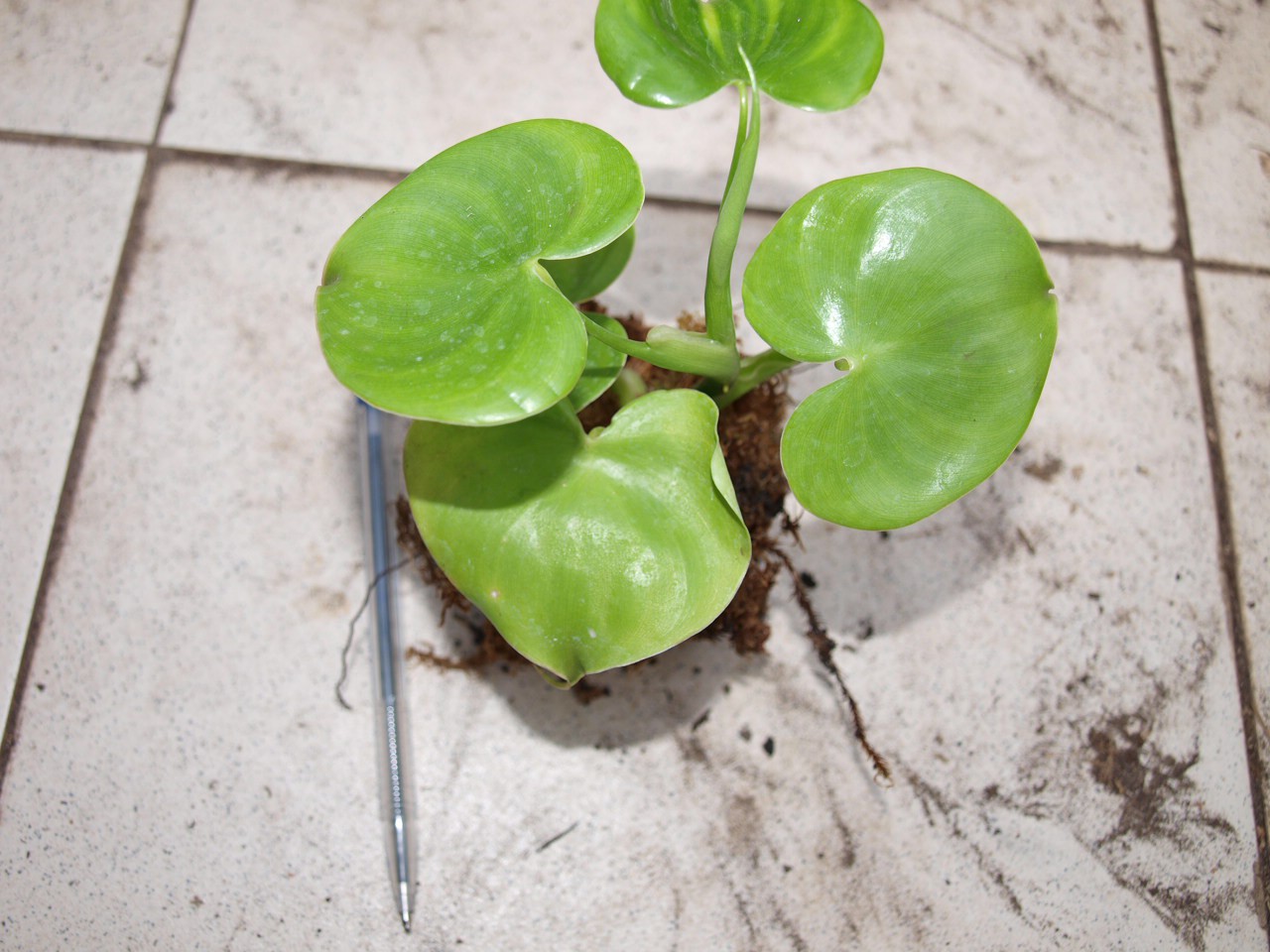 Philodendron grazielae.JPG