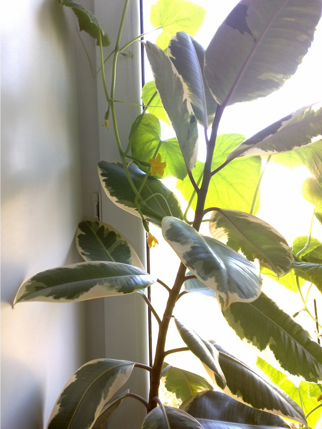 Ficus elastica 'Brazil'