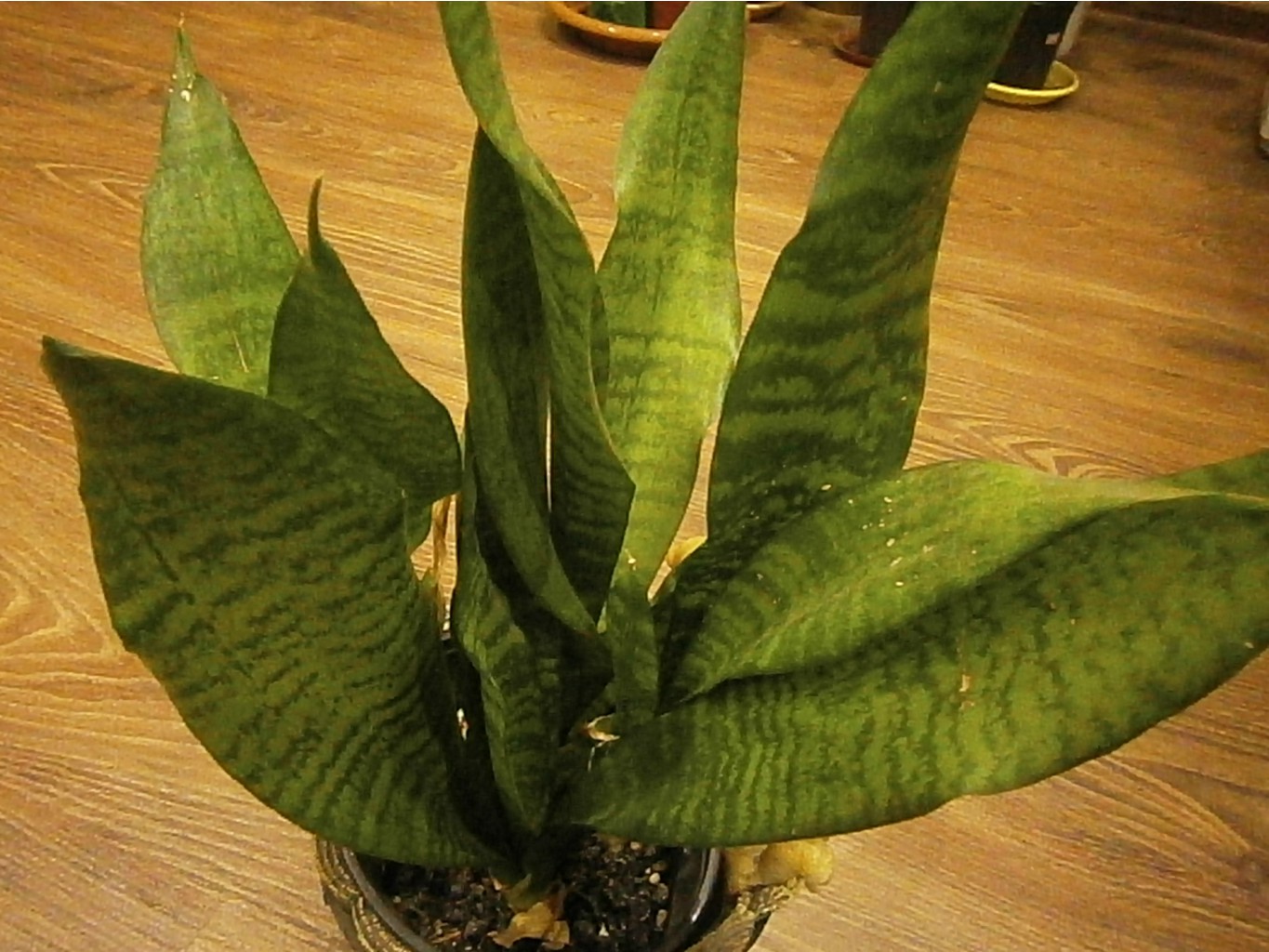 P4301552.JPG