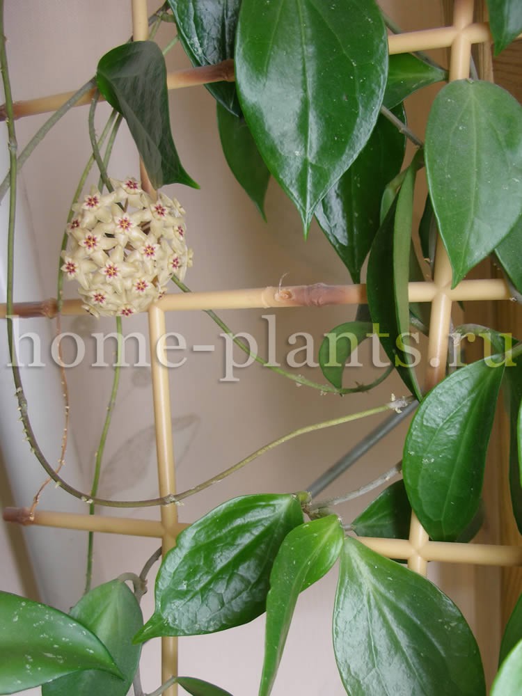 Hoya limoniaca....