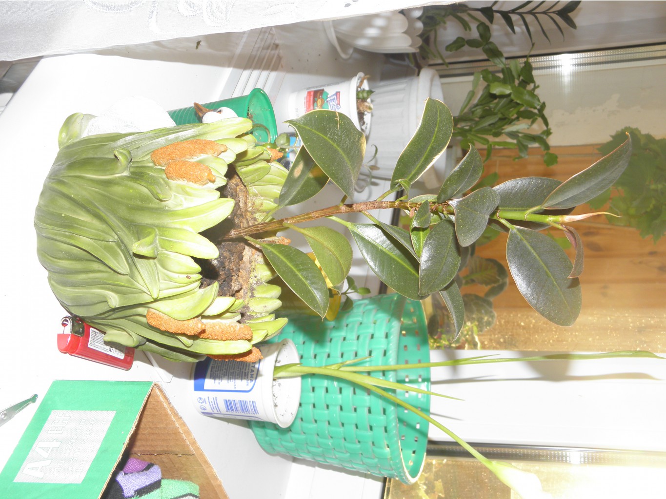 P1010005.JPG