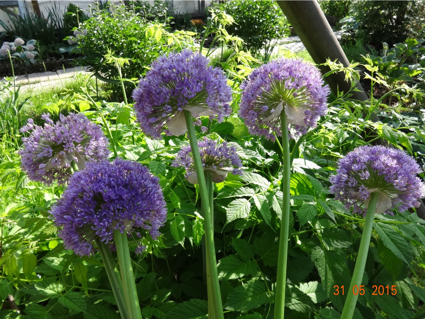 DSC01342.JPG
