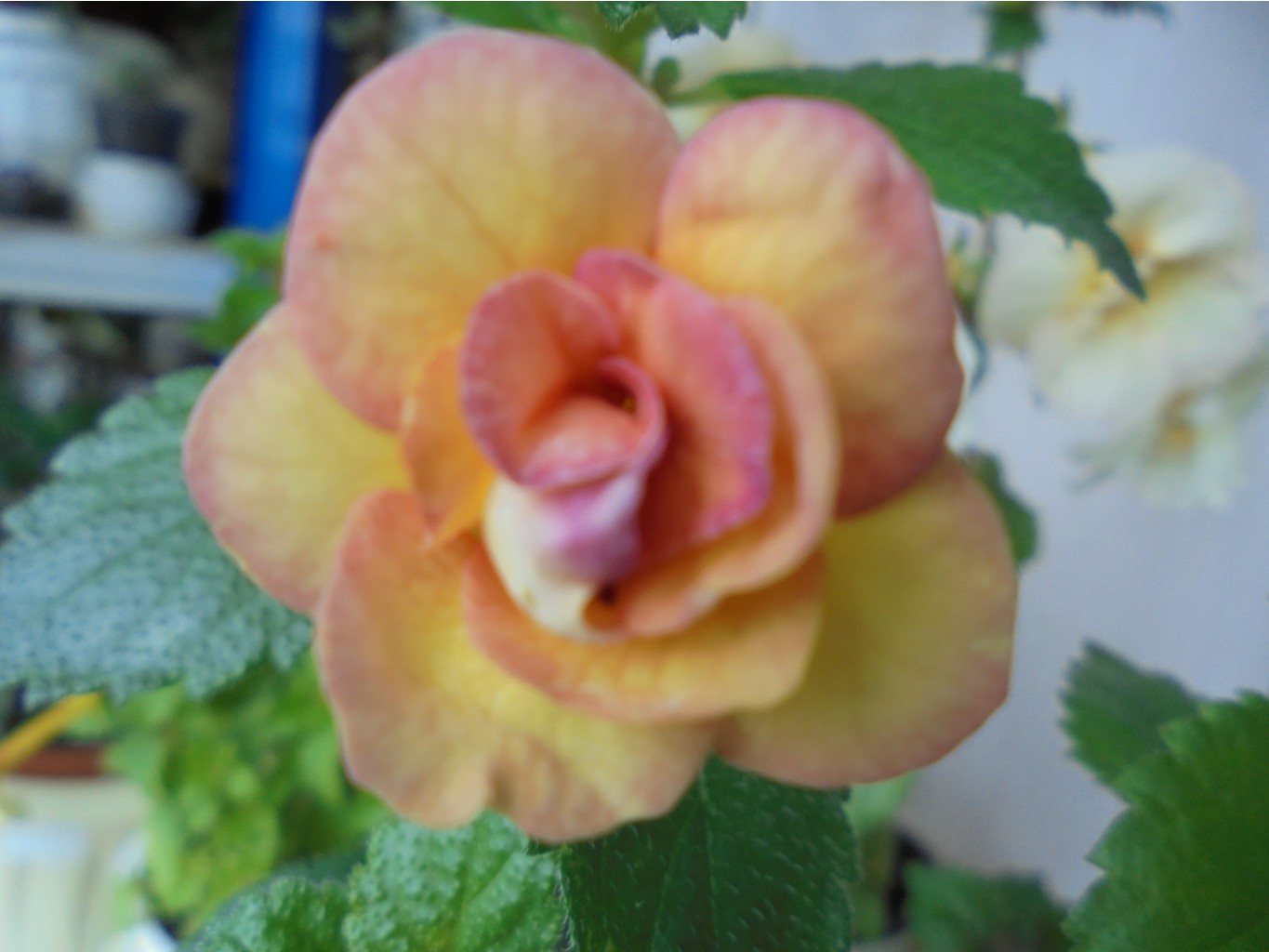 DSC00792.JPG