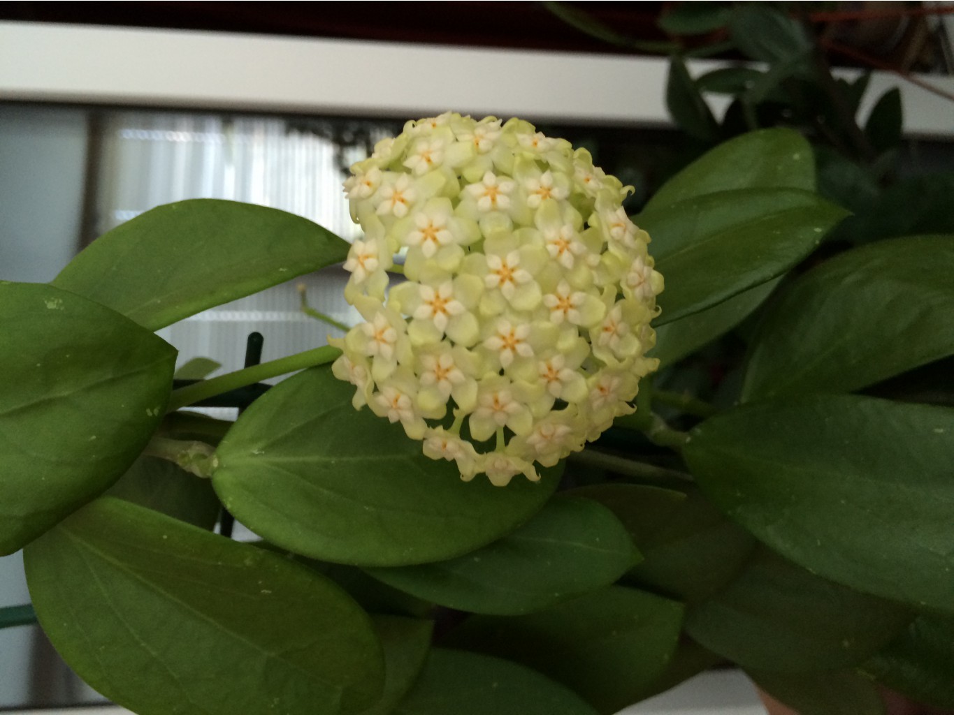 Hoya sp. (EPC-620) Thick leaves with pure white flowers