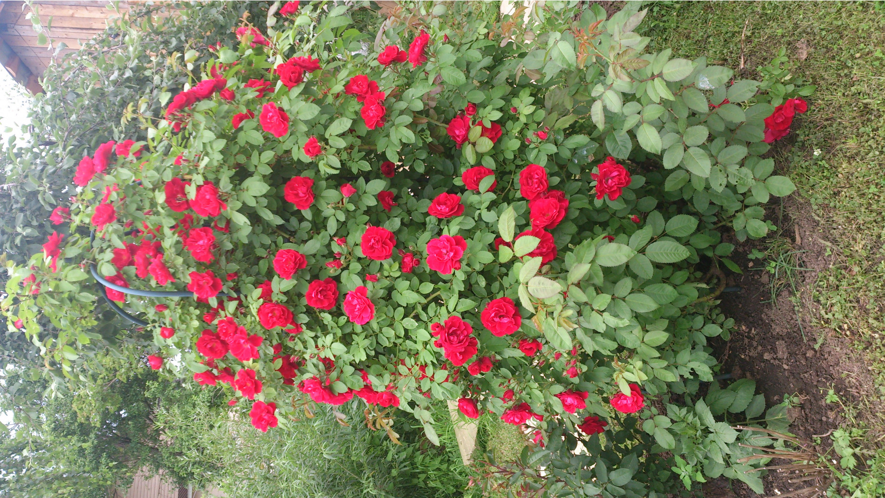 DSC 0203.JPG