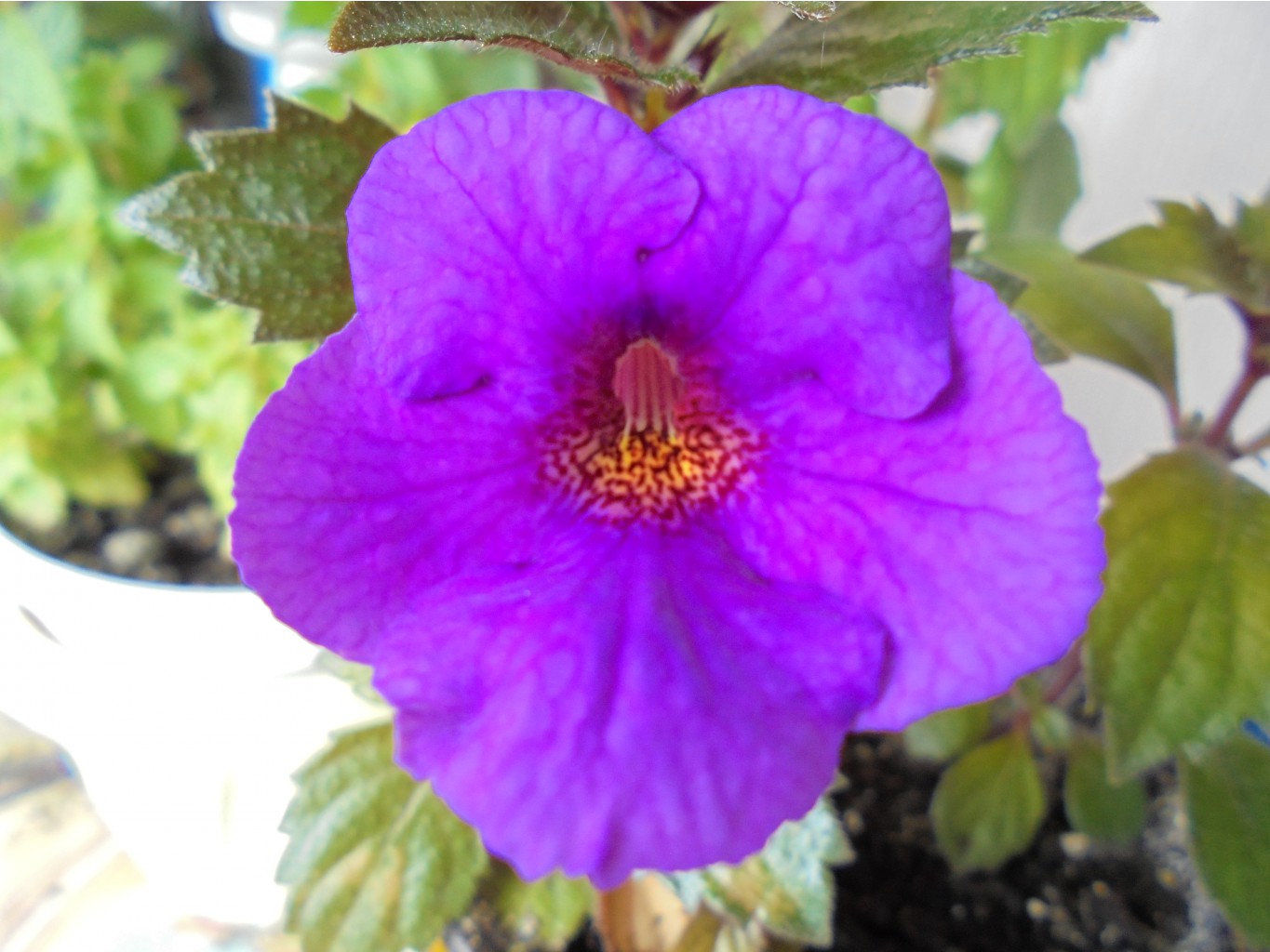 DSC00717.JPG