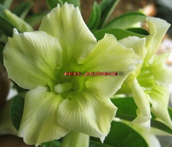 Green diamond Adenium Obesum.jpg