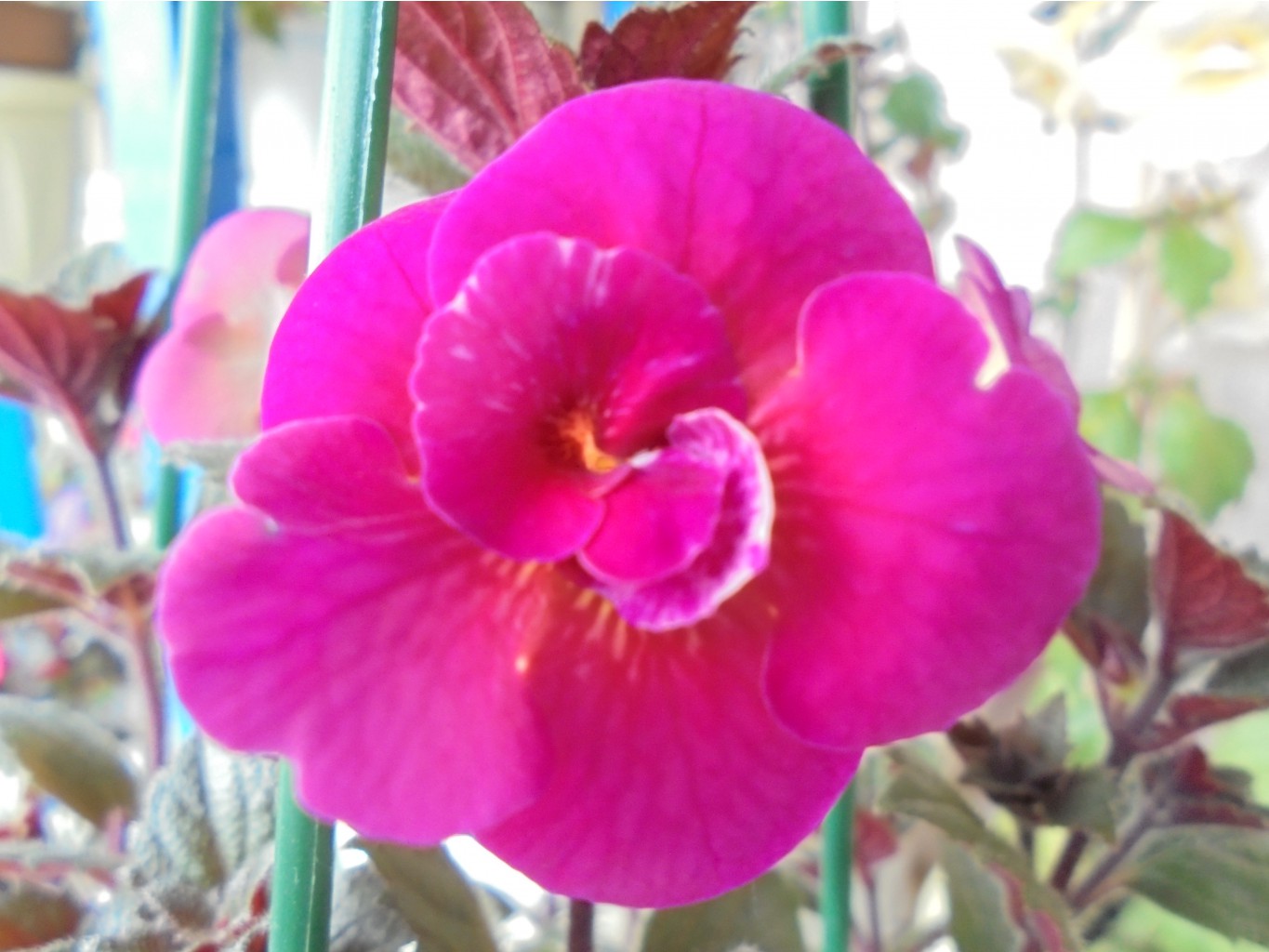 DSC00822.JPG