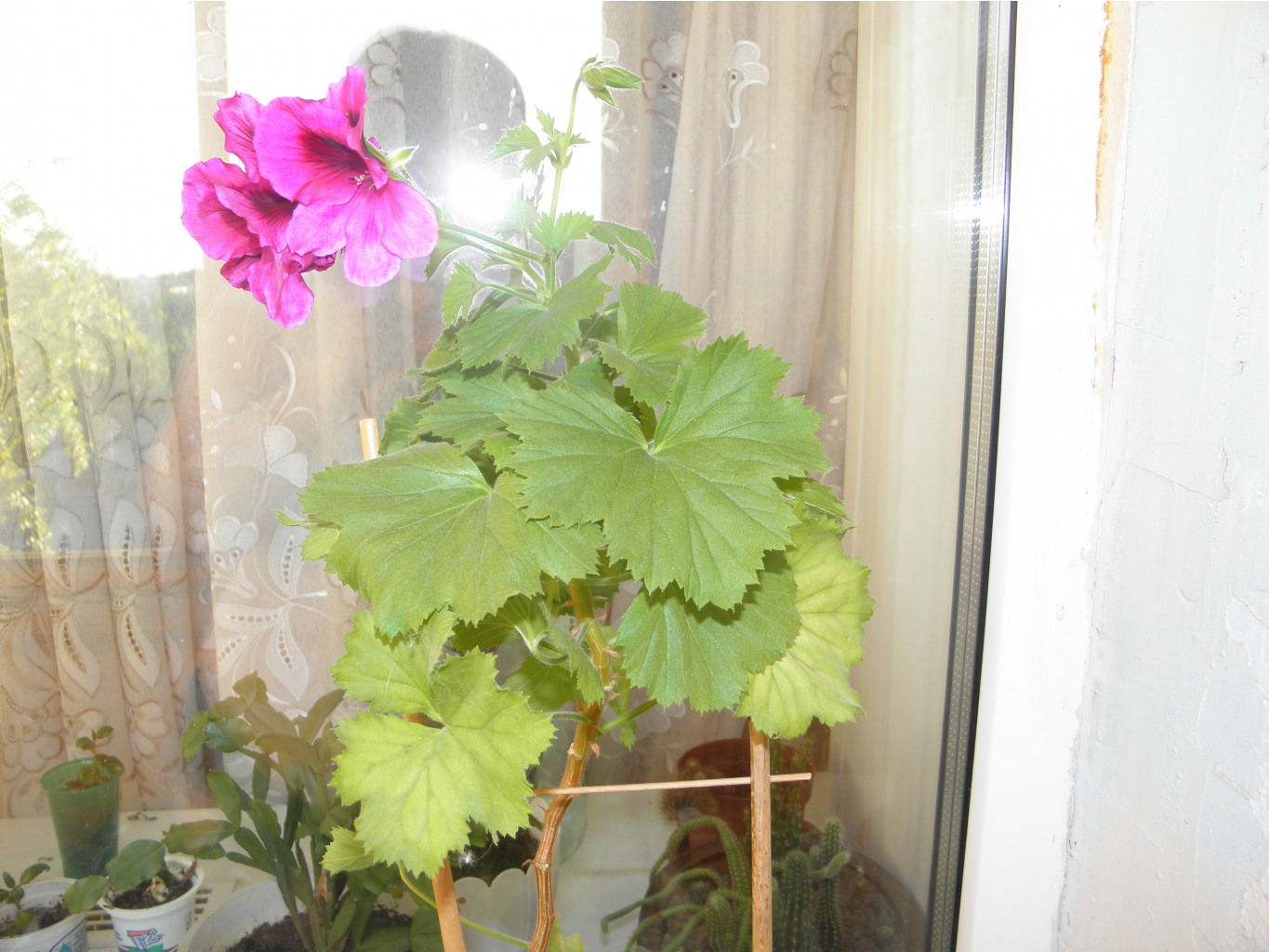 P1010010.JPG