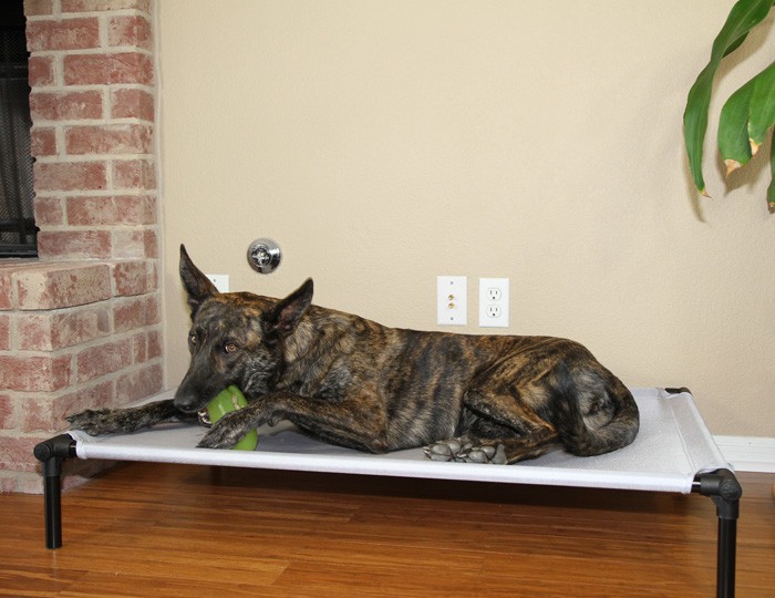  The Dog Zone Pro-Training Bed