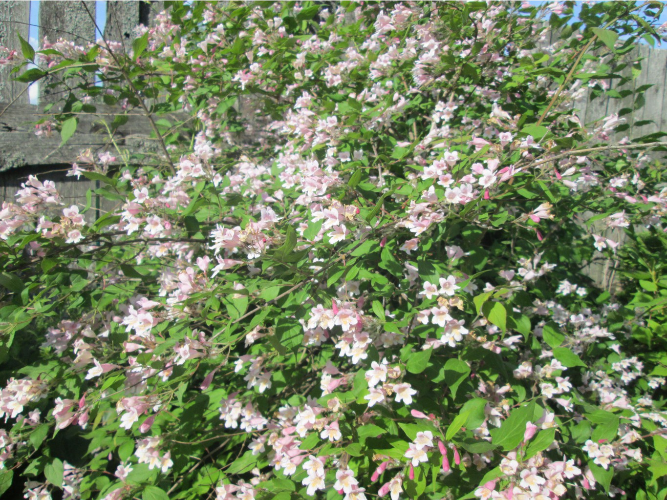IMG 3339.JPG