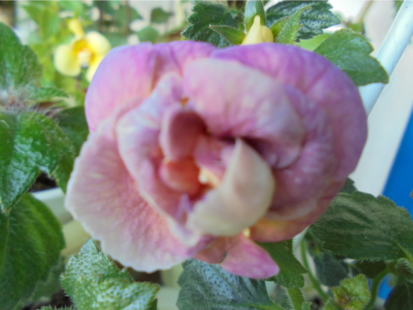 DSC00655.JPG