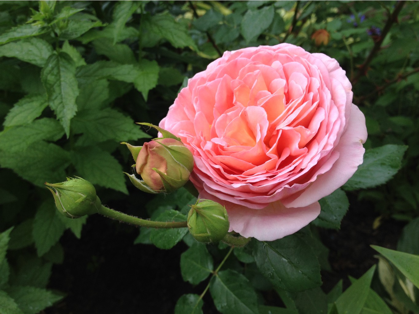 Abraham Darby