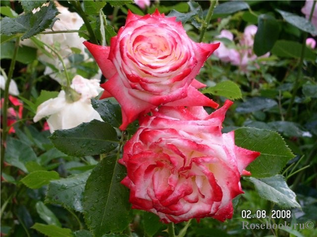 Rosa () Imperatrice Farah C5 - 550.jpg