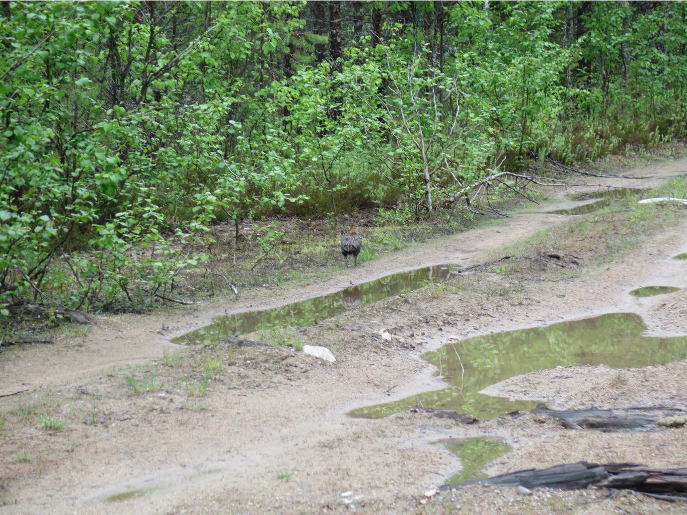 IMG 0262.JPG