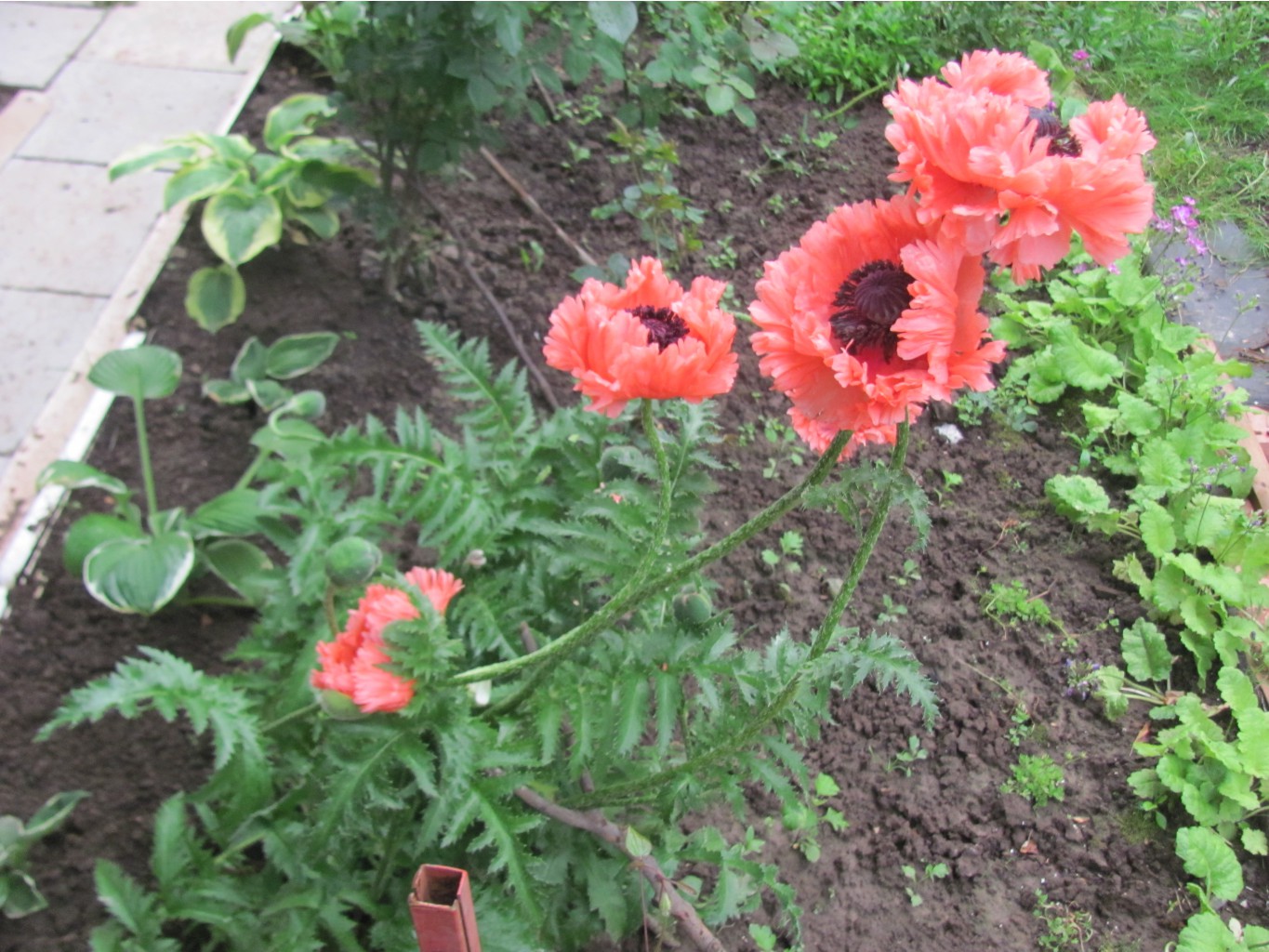 IMG 4279.JPG