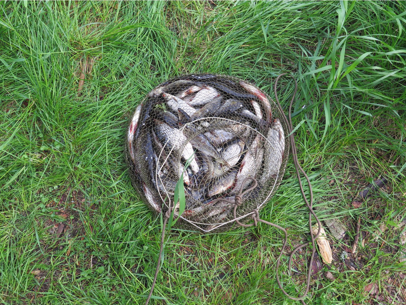 IMG 0185.JPG