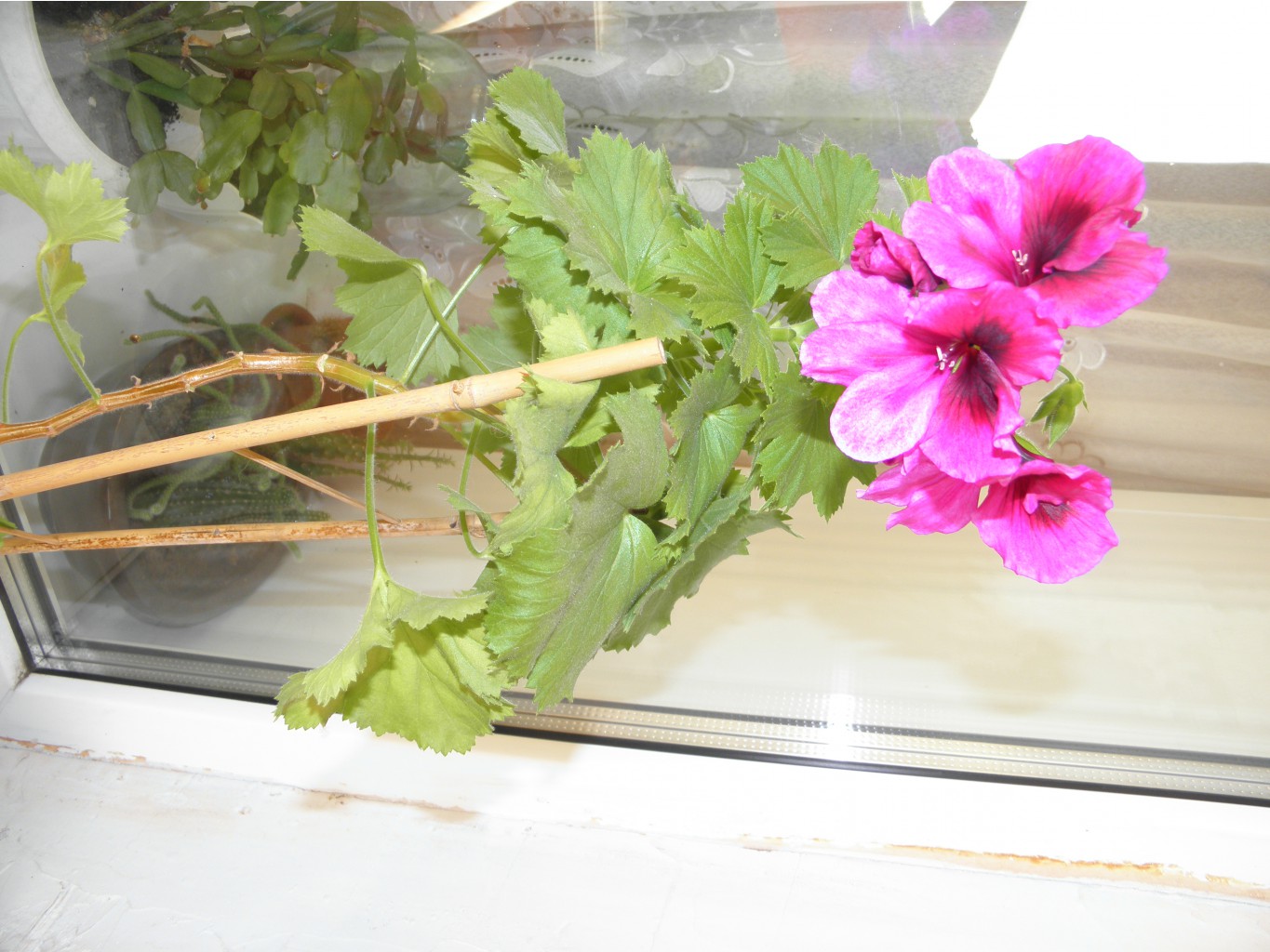 P1010009.JPG