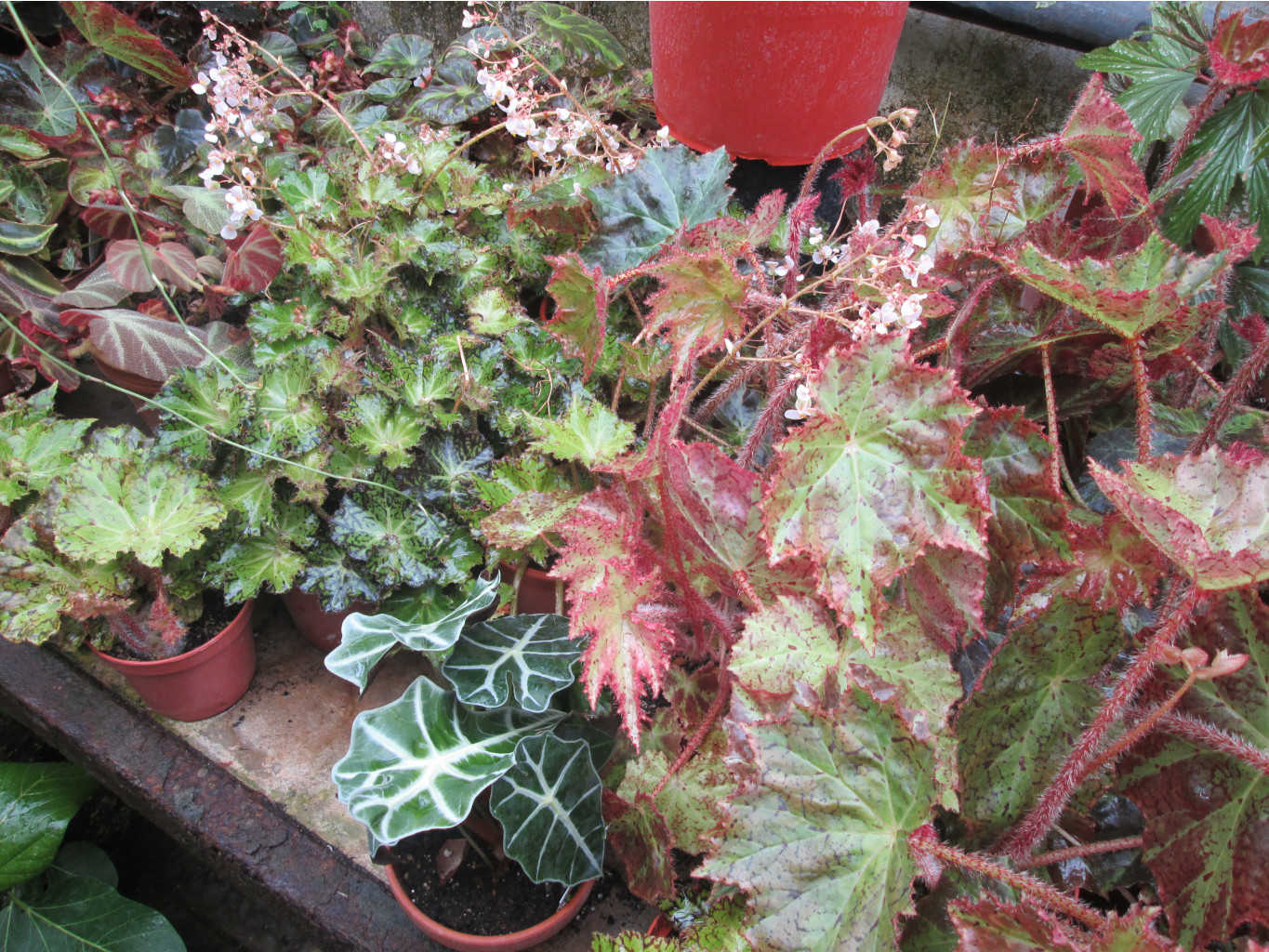 IMG 3326.JPG