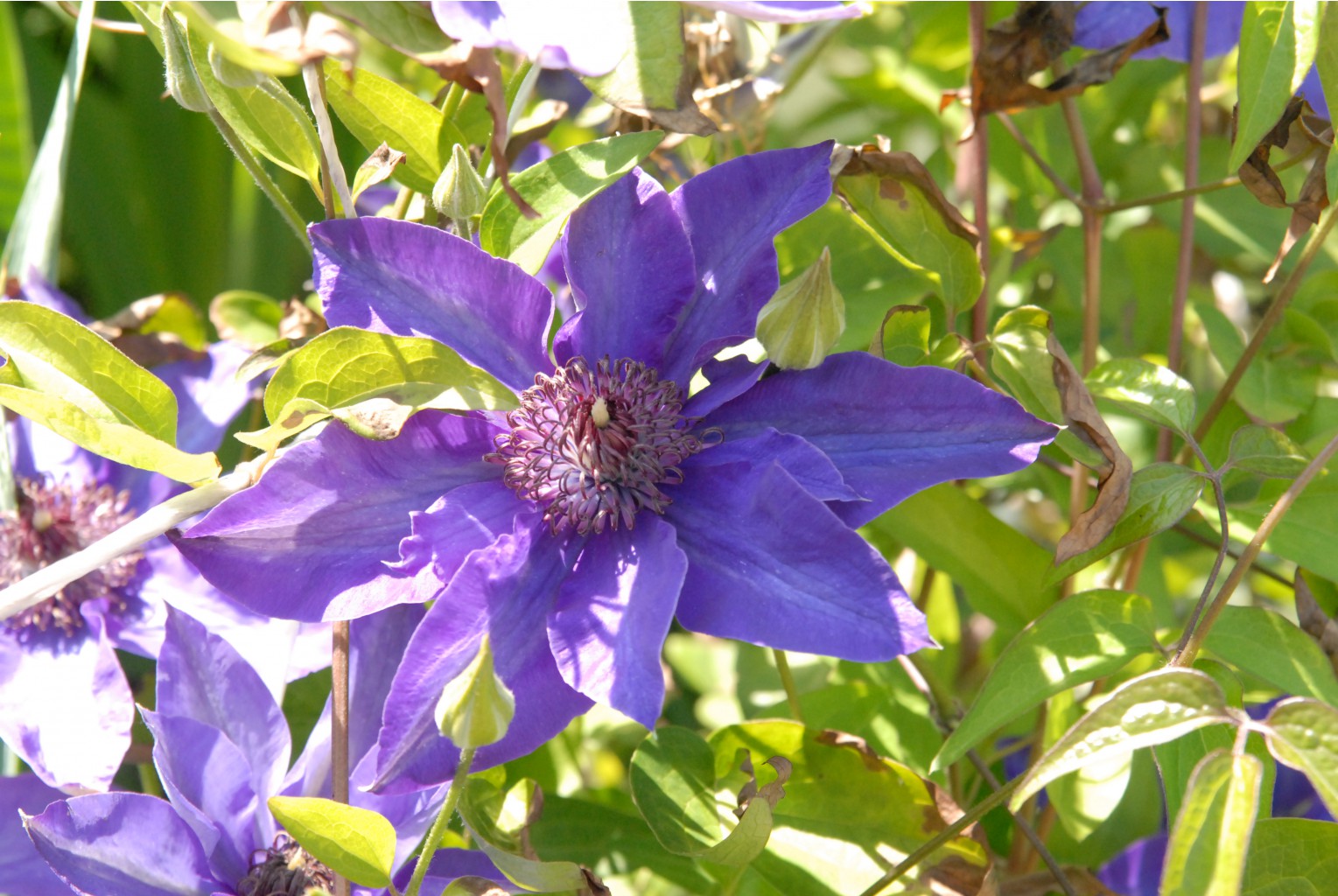 DSC 3171.JPG