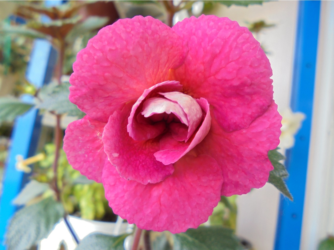 DSC00839.JPG