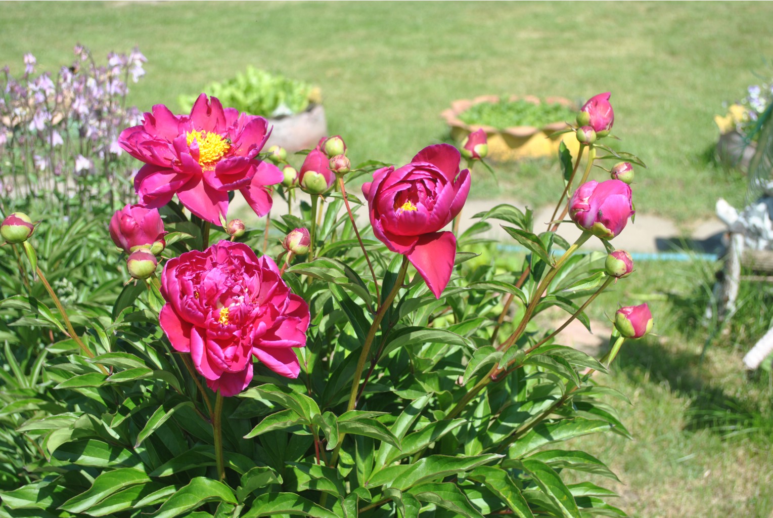 DSC 0205.JPG