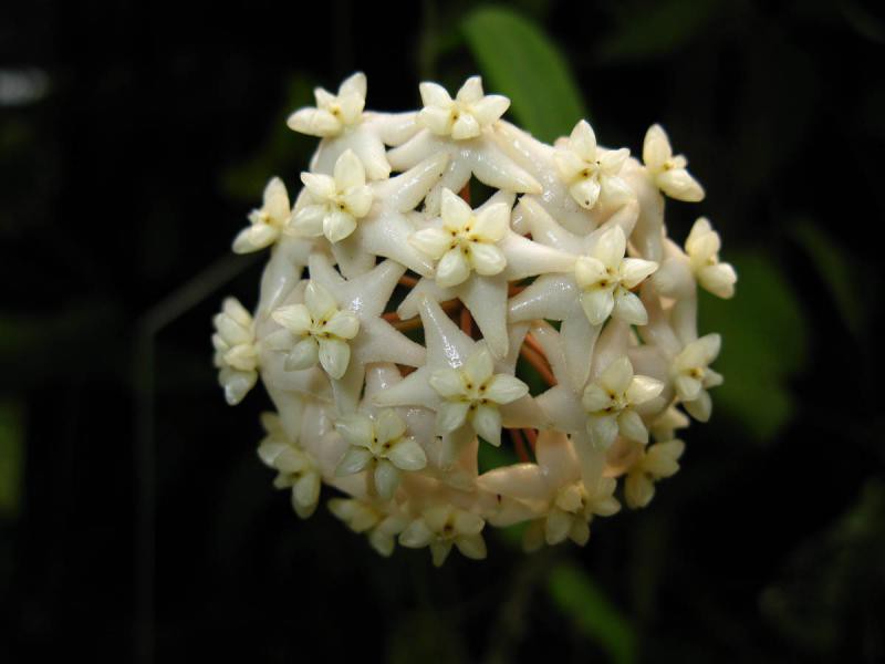 Hoya cagayanensis