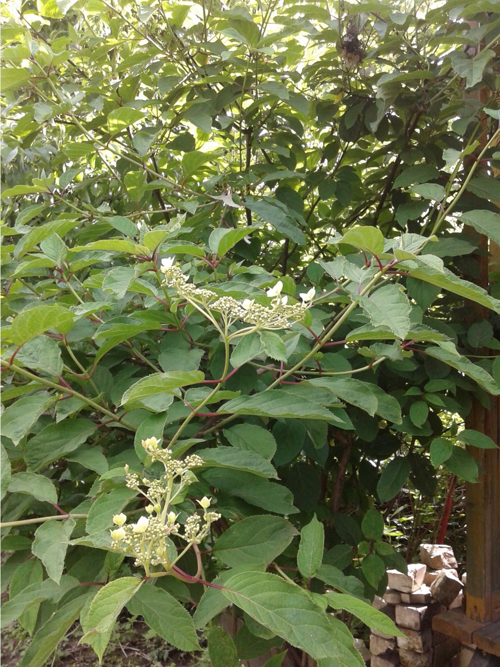 2:  